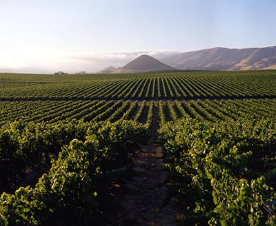 BaileyanasEstateVineyards