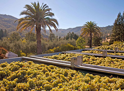 2013 California Winegrape Harvest Report Early, Exceptional Quality Vintage Throughout the State