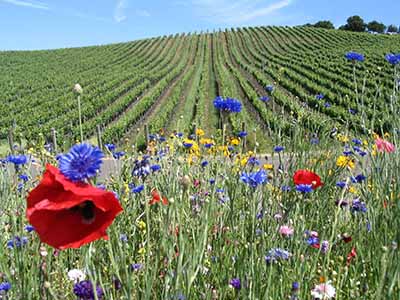 Laetitia Vineyard & Winery_Wild flowers