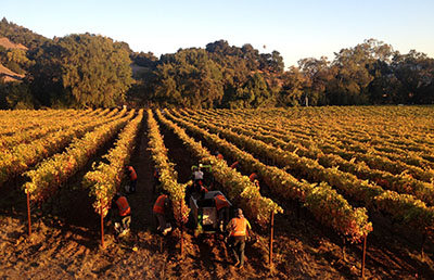 Wide shot Cabernet harvest at Trefethen Hillspring 101713