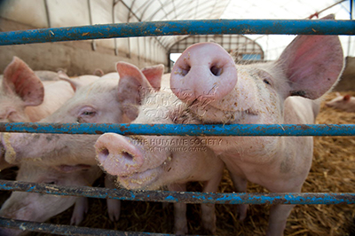 The Cheesecake Factory Announces Progress in Eliminating Controversial Pig Cages from Supply Chain