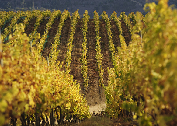The Chilean Wine Revolution