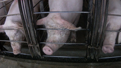 Owner of Food Lion, Hannaford and Bottom Dollar Grocery Chains Asks for Animal Welfare Reports from Pork Suppliers Amid Growing Concerns