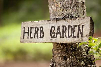 Foraging, Hydroponic Farming, And Self-Sustainability On Laucala Island
