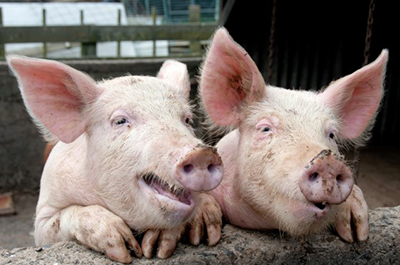 Owner of IHOP and Applebee’s to Request Animal Welfare Reports from Pork Suppliers