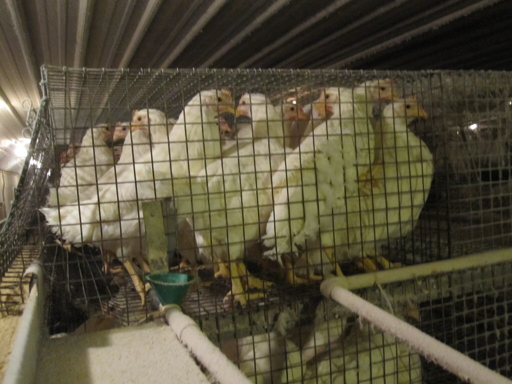 “Déjalas Mover” Campaign against Lifelong Confinement of Animals in Food Production Launches in Mexico