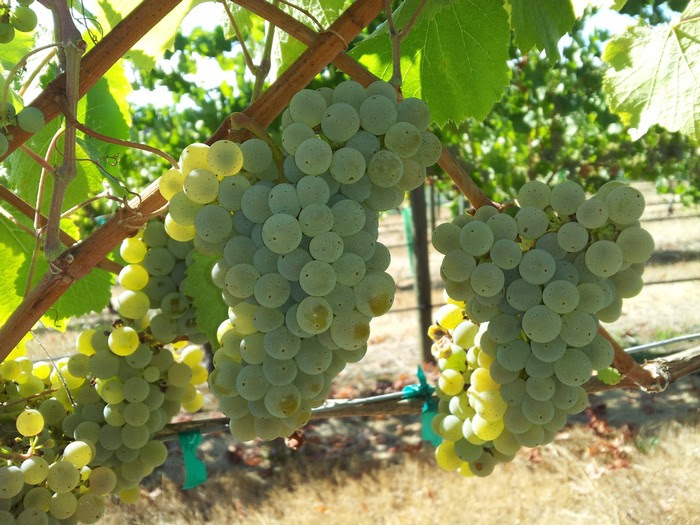 International Albarino Day, A Wine Festival, To Be Celebrated Saturday, August 2