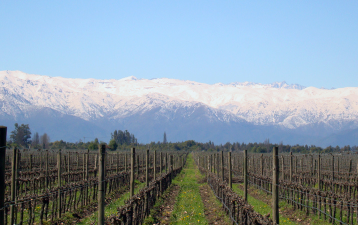 Chile's Maipo Voted #3 Wine Destination Worldwide