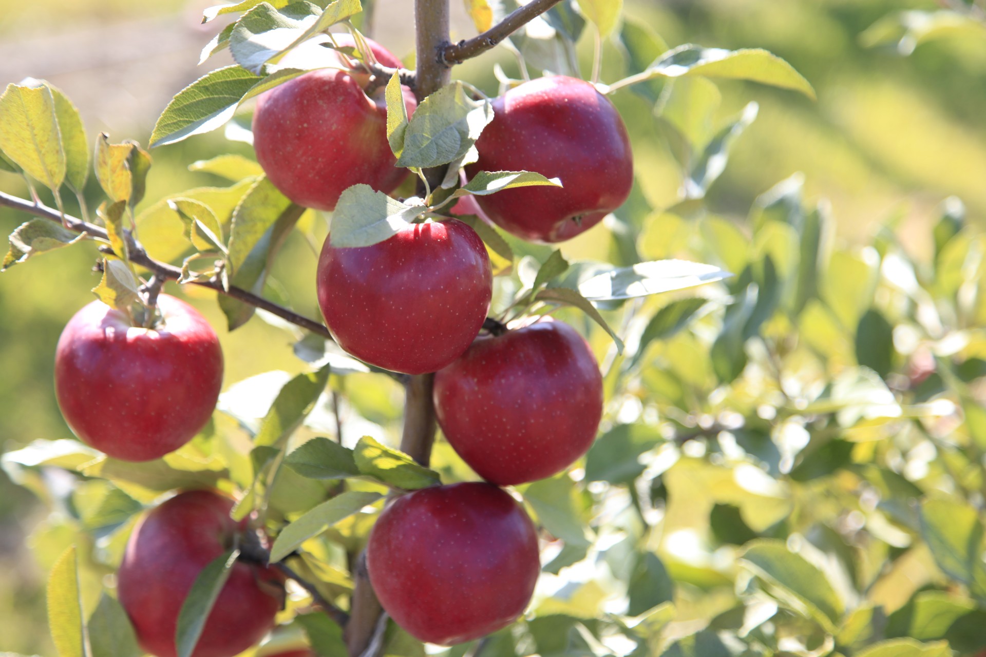 New York Apple Growers Partner with Wegmans to Introduce SnapDragon Apples this Fall