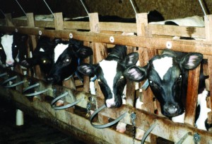 Factory Farming Images. No additional information is known at this time. Keywords: Cow, Animal Abuse, Animal Cruelty, Cruel Confinement of Farm Animals, Cruel Slaughter Practices, Factory Farming, Campaigns, Investigations, Protect Farm Animals