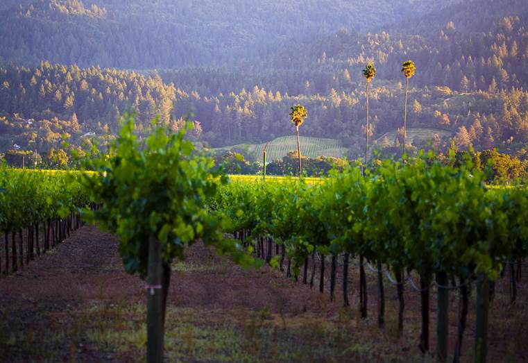 Duckhorn Wine Company Acquires Three Palms North America's Most Famous Merlot Vineyard