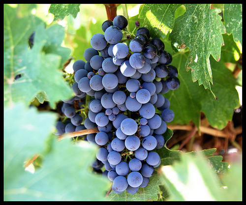 The Differences Between Wines