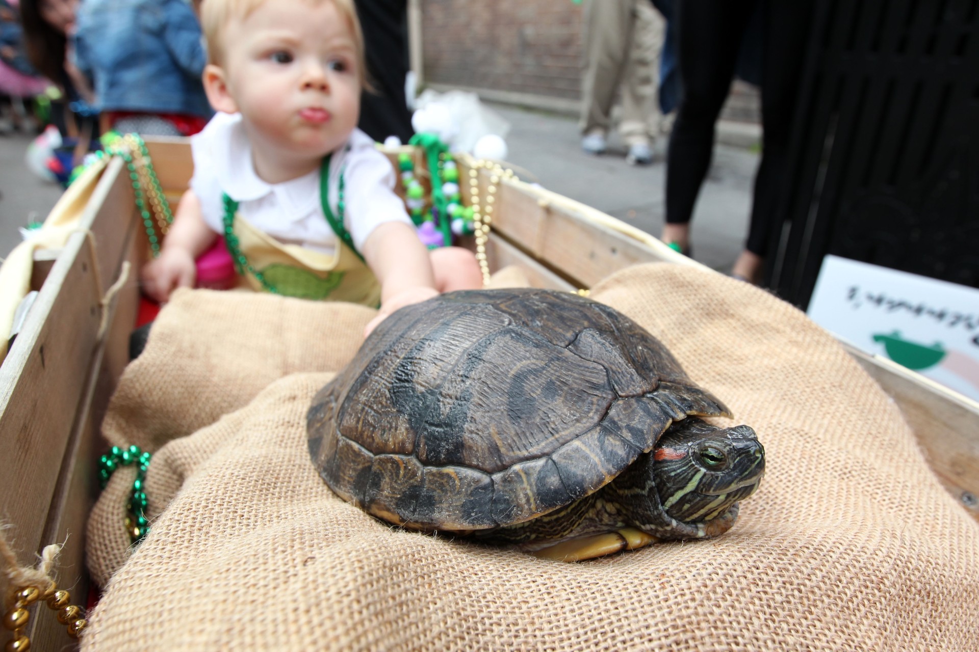 Turtles to Parade Through French Quarter + St. Pat's Weekend + Brennan's Restaurant + New Orleans
