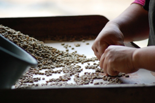 Gayo Kopi