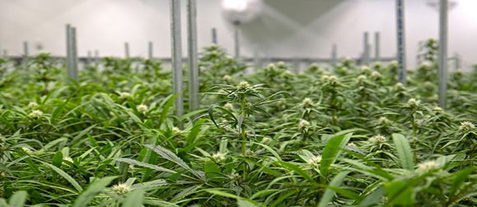 Cannabis Legalization In Canada What it Means for the Restaurant Industry