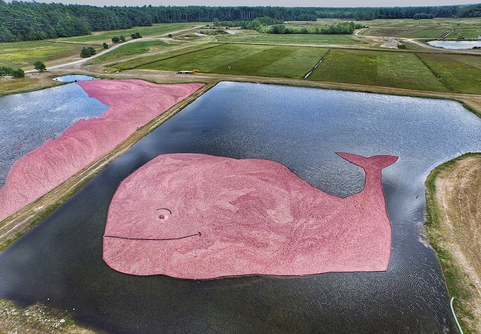 Ocean Spray and Vineyard Vines Create Iconic Whale out of 15.5 Mil Cranberries to Announce Bright Pink Partnership