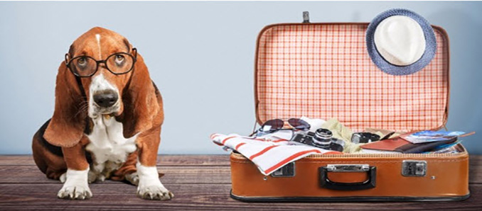 HOW CAN YOU TRAVEL WITH YOUR DOG ON THE FLIGHT?