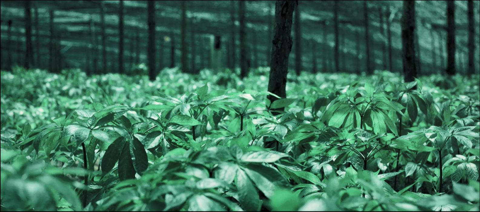 Medicinal Herbs Enhance Current Market