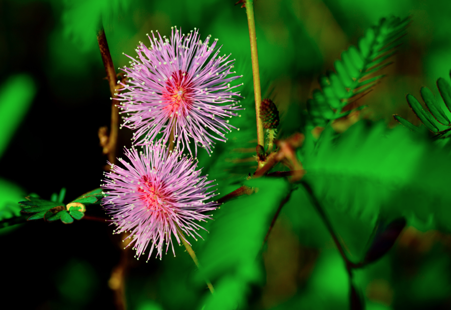 Top 7 Reasons Why Men Should Include Mimosa Pudica in Their Diet