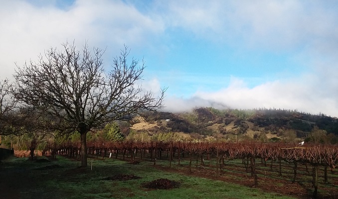 MENDOCINO WINEGROWERS SUCCESSFULLY PASSES  ‘MENDOCINO COUNTY’ LABELING LAW