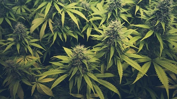 Vertosa Partners with Pabst Labs to Debut Pabst Blue Ribbon Cannabis-Infused Seltzer