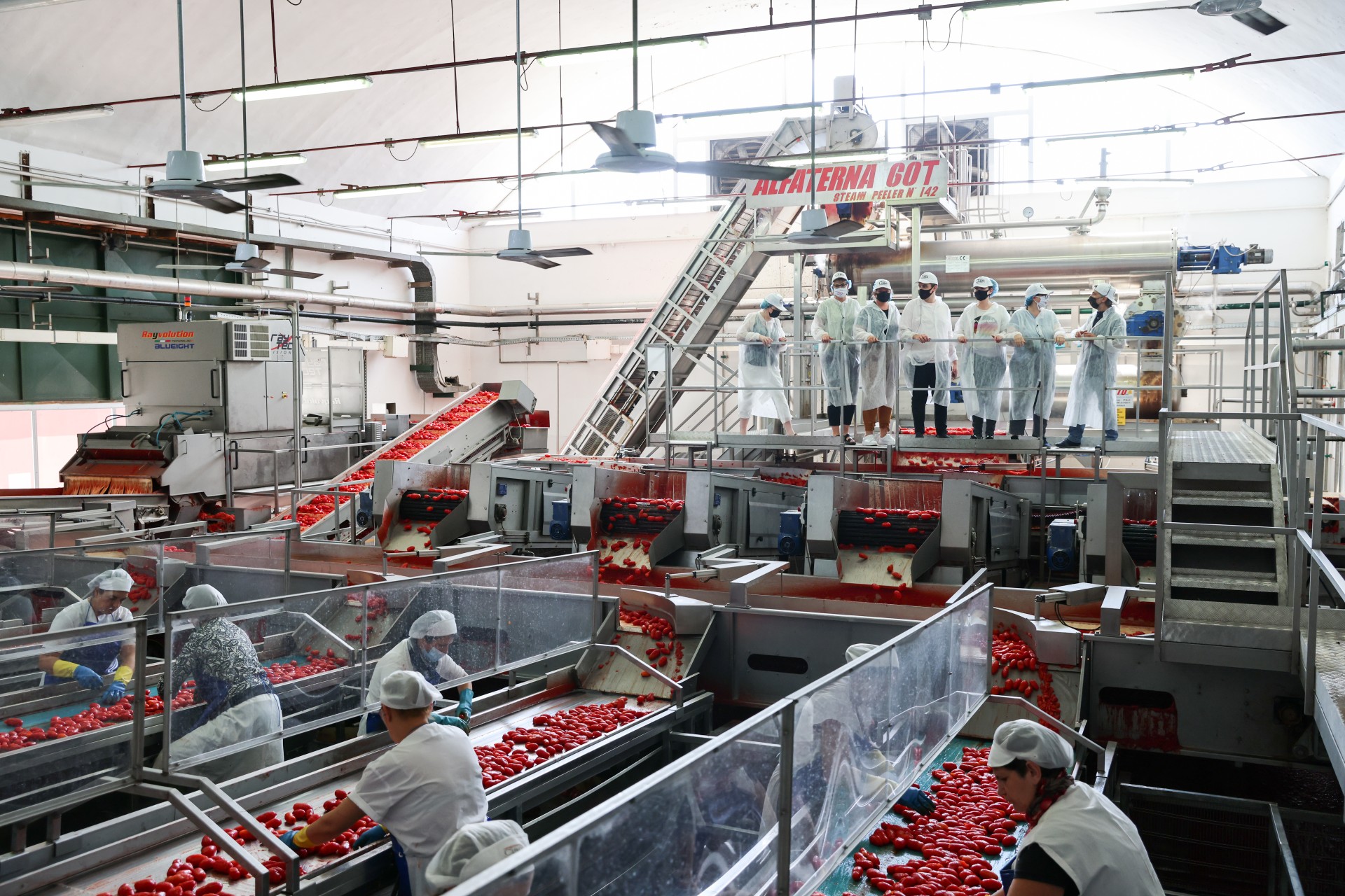 The Greatest Tomatoes from Europe – Factory Tour