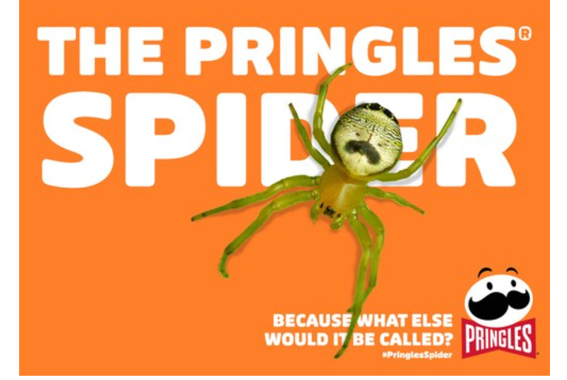 NATURAL PHENOMENON OR EIGHT-LEGGED AD? PRINGLES® LOGO SPOTTED SOMEWHERE VERY UNEXPECTED
