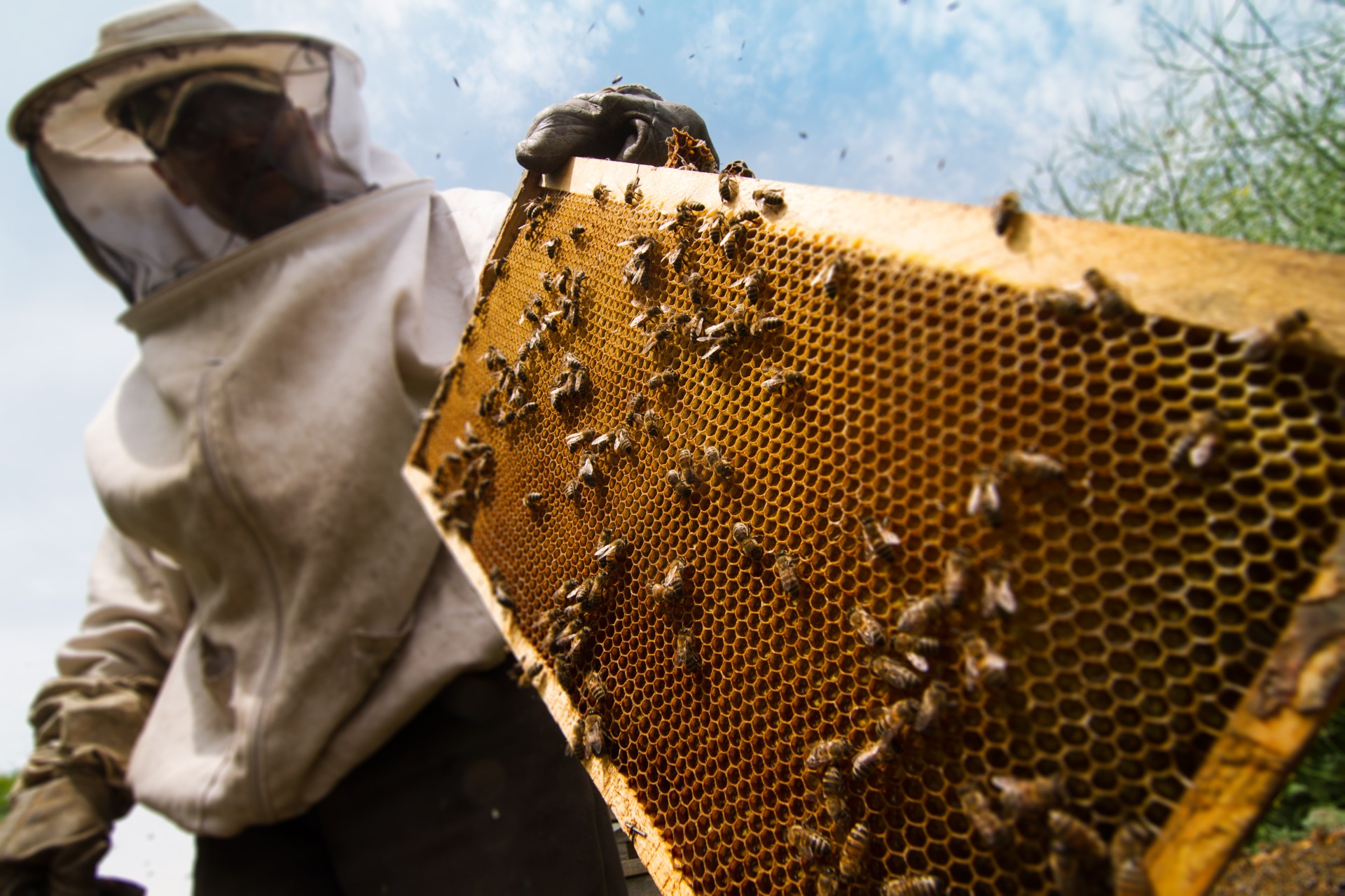 Hive to Hand: Hive₂O creates a new beverage category: The Hard Honey Taste Experience