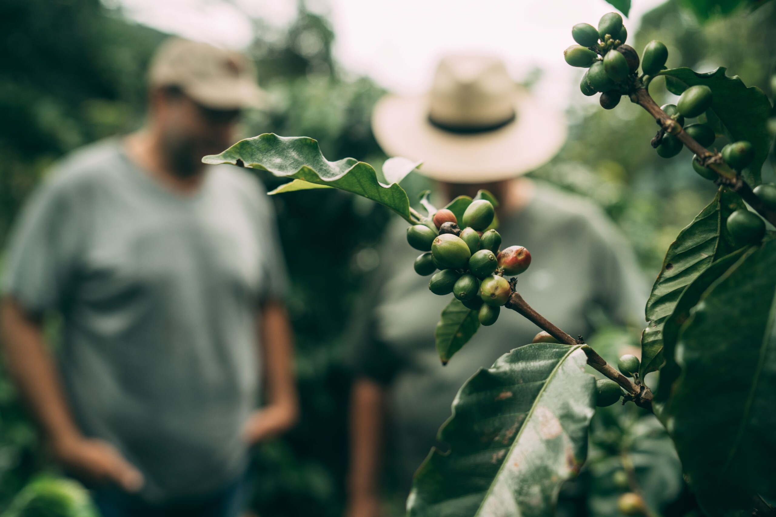 Kiss the Ground Coffee: Brewing Wellness, Water, and Climate Impact