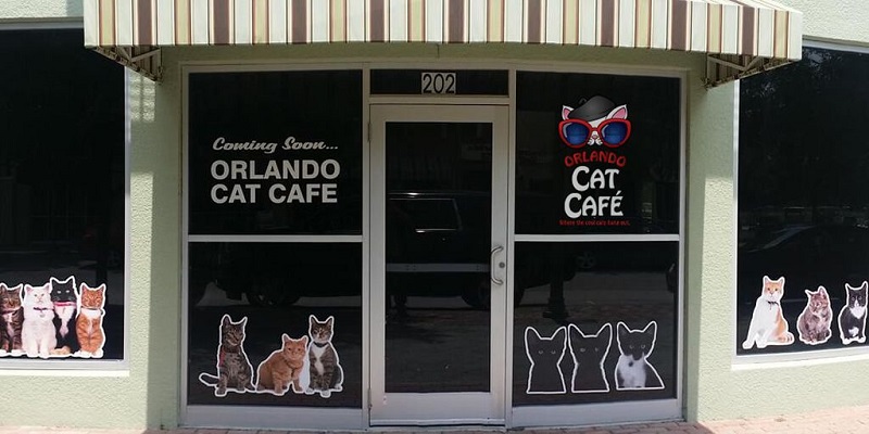 Orlando Cat Café Becomes First Cat Café in the U.S. to Offer Franchise Model