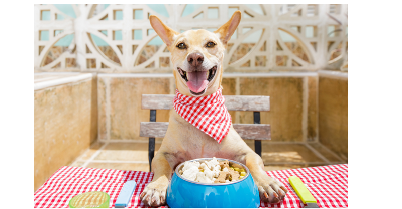 Pet-Friendly Travel: How to Dine Out with Your Dog