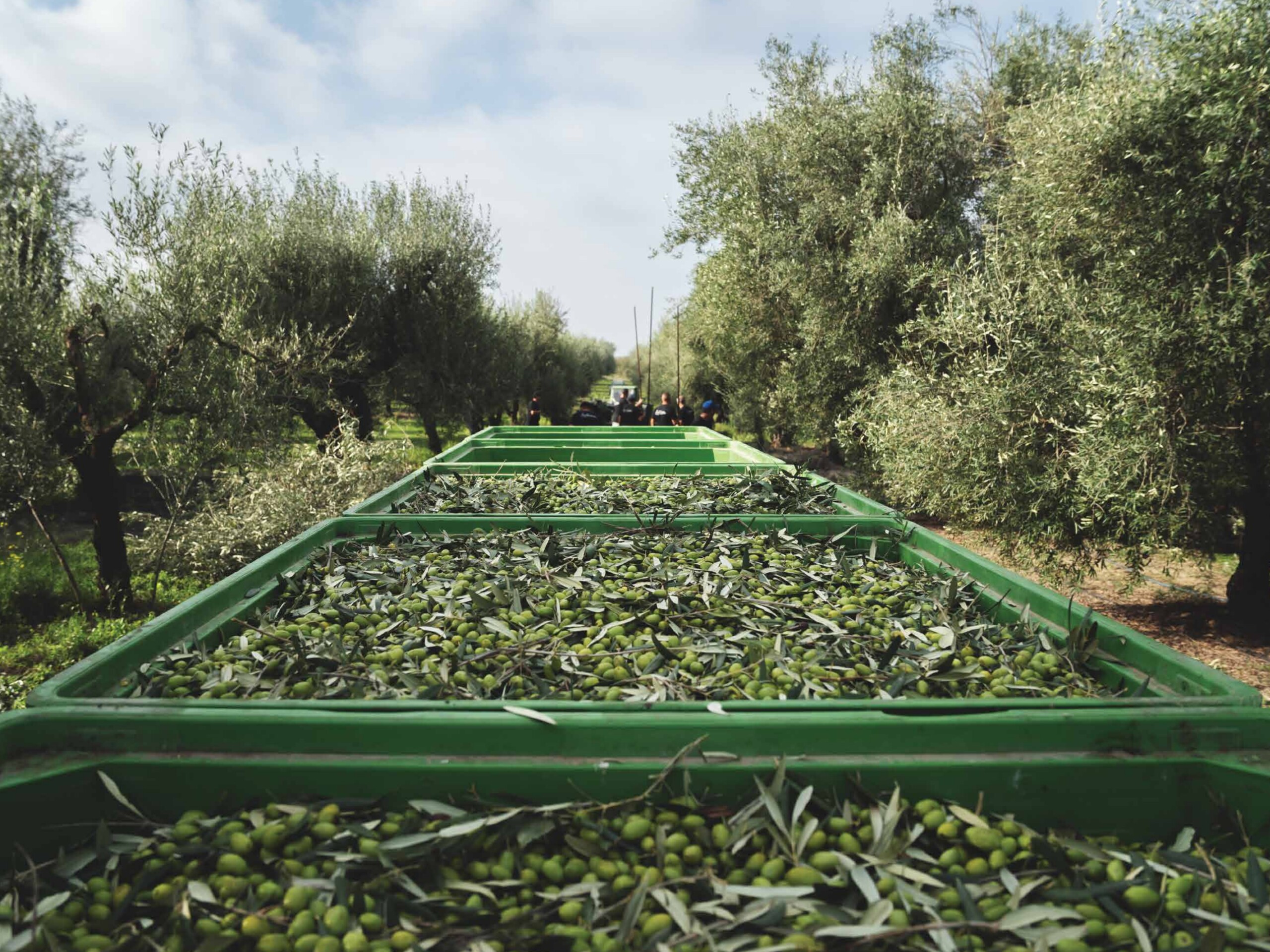 MillPress: Elevating Olive Oil from Grove to Kitchen