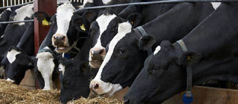 The Best in Dairy at IDDBA  Visit FrieslandCampina Booth #4743