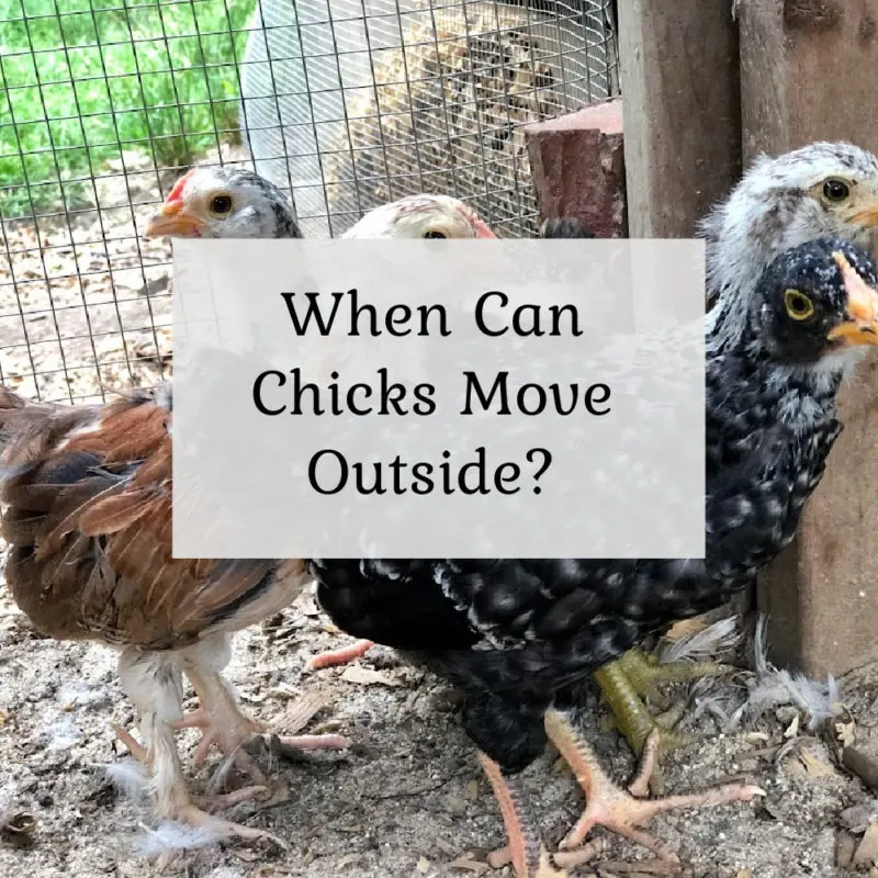 Best Weather Conditions for Moving Chicks Outdoors Safely