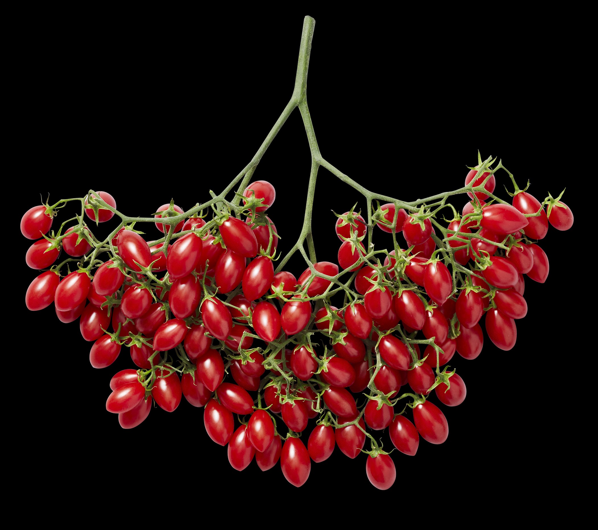 Tomato-Branch (1)
