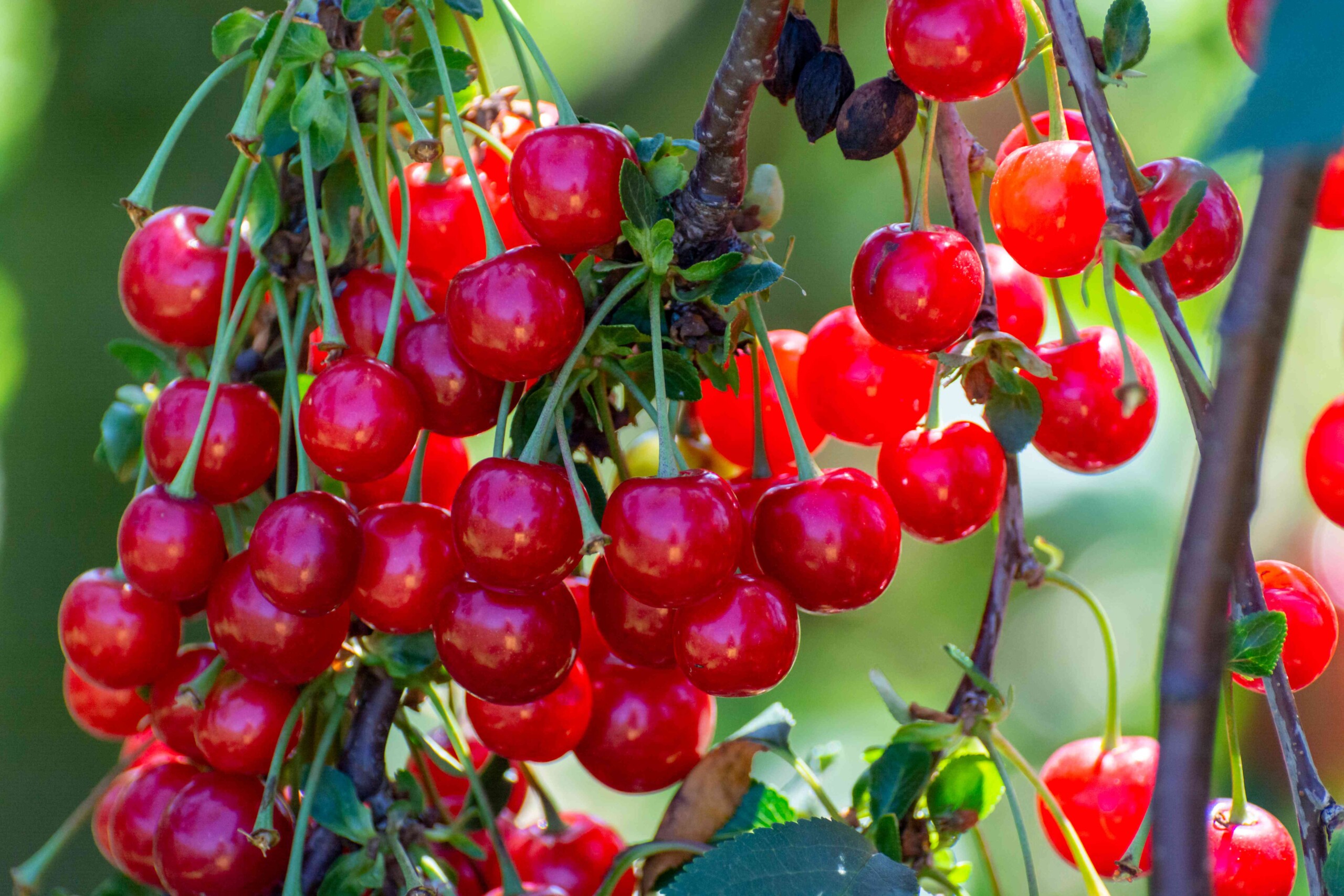 Bold Flavor, Local Roots: Why Tart Cherries Belong on Today’s Menu