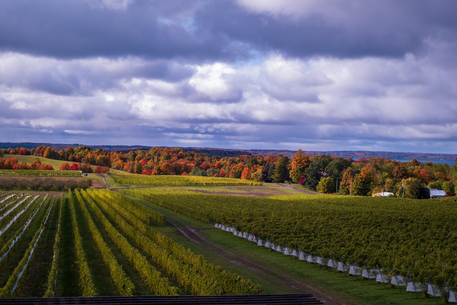 Traverse Wine Coast: Where the 45th Parallel Meets Something Unexpected