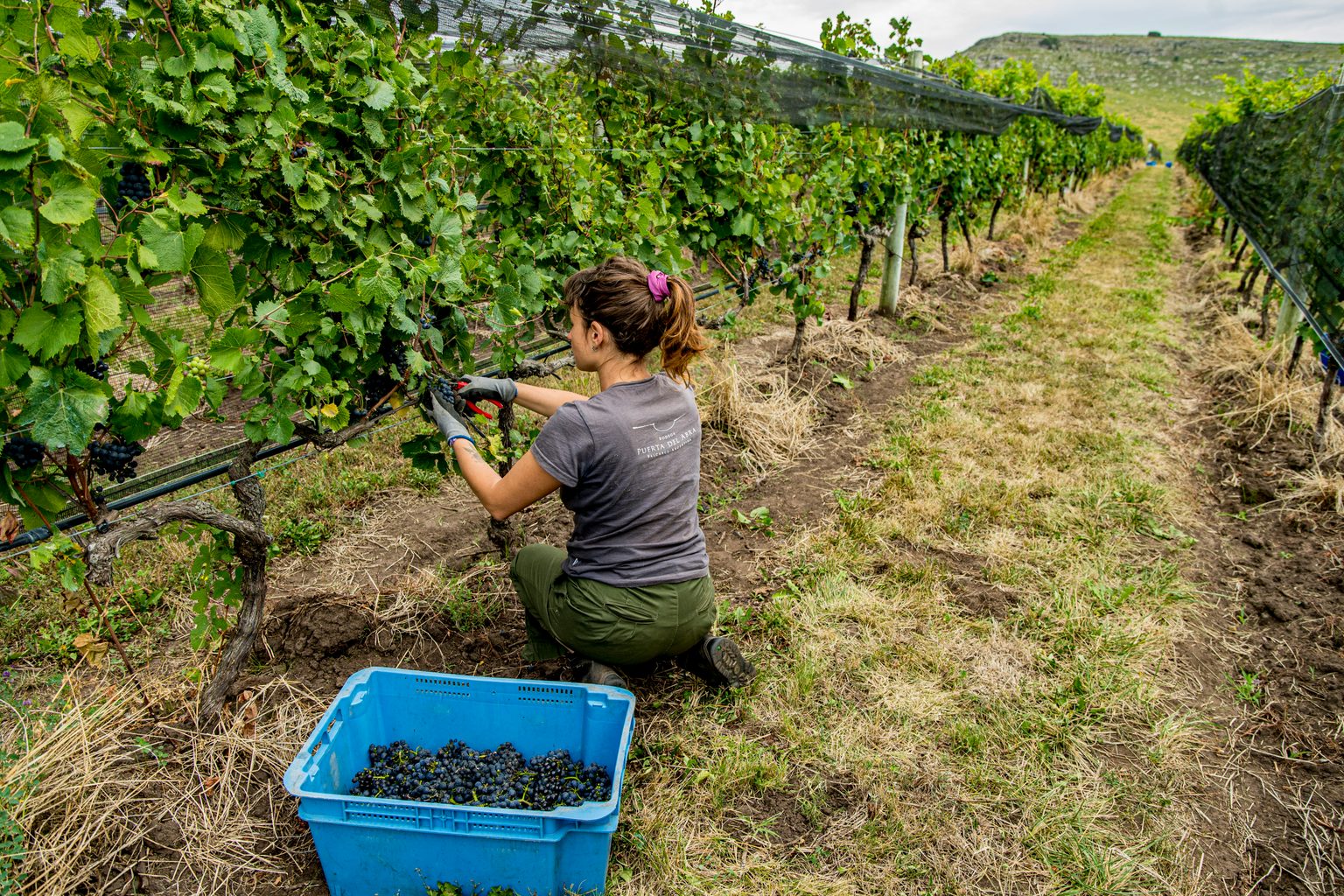 Balcarce's Quiet Revolution: Puerta del Abra Redraws Argentina's Wine Map