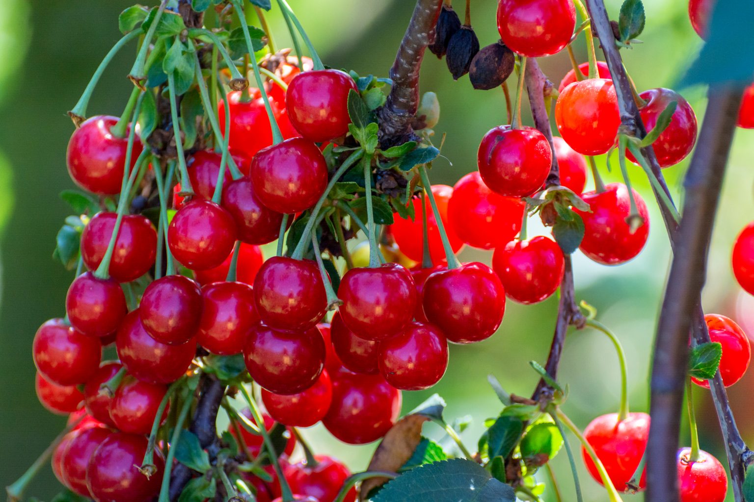 Bold Flavor, Local Roots: Why Tart Cherries Belong on Today's Menu