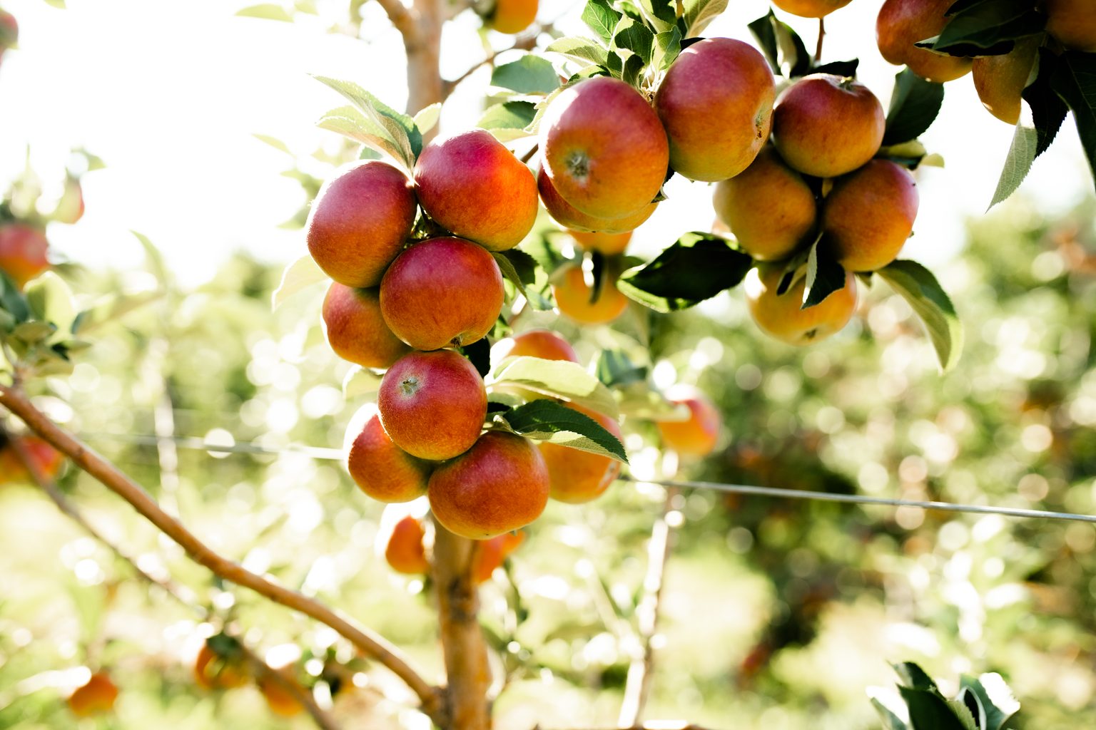 Snow Capped Cider Brings Estate-Grown Excellence to American Cidermaking